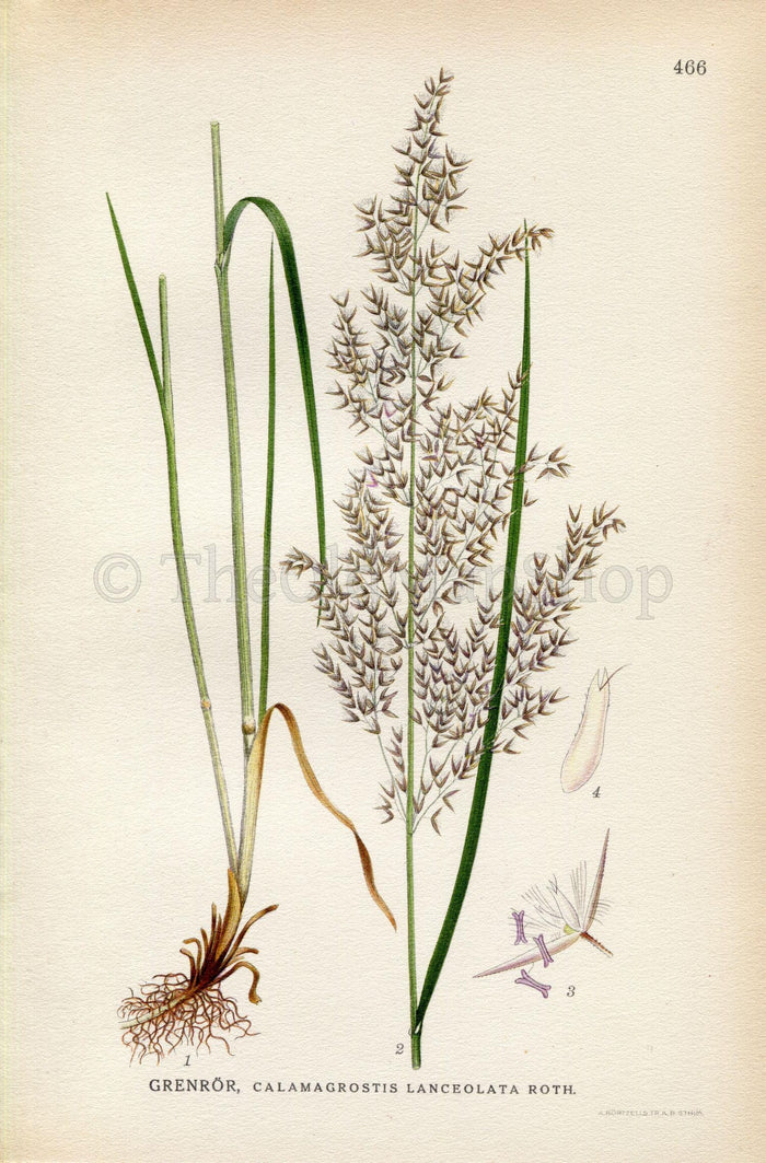 Purple Small Reed 1926 Purple Small-reed, Calamagrostis canescens (Calamagrostis lanceol ...