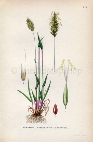 1926 Sweet Vernal Grass (Anthoxanthum odoratum) Vintage Antique Print by Lindman Botanical Flower Book Plate 474, Green, Yellow