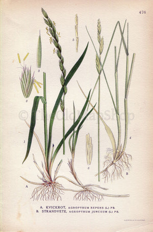 1926 Twitch, Quick grass, Sand Couch-grass (Agropyron repens, Agropyron junceum) Vintage Print by Lindman Botanical Flower Book Plate 476