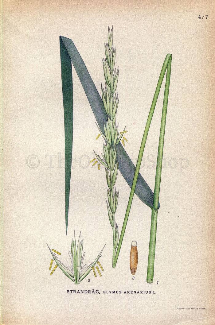 1926 Sand Ryegrass, Sea Lyme grass, Leymus arenarius (Elymus arenariu) Vintage Print by Lindman Botanical Flower Book Plate 477