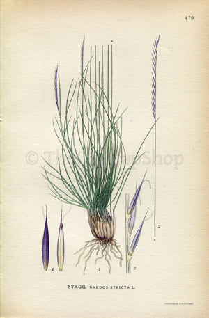 1926 Matgrass (Nardus stricta) Vintage Antique Print by Lindman Botanical Flower Book Plate 479