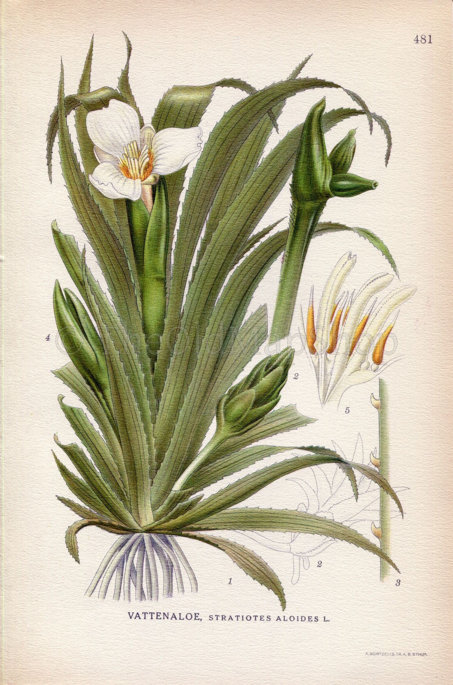 1926 Water Soldiers, Water Pineapple (Stratiotes aloides) Vintage Antique Print by Lindman Botanical Flower Book Plate 481