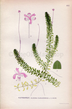 1926 American Waterweed, Pondweed (Elodea canadensis) Vintage Antique Print by Lindman Botanical Flower Book Plate 482, Green, Pink