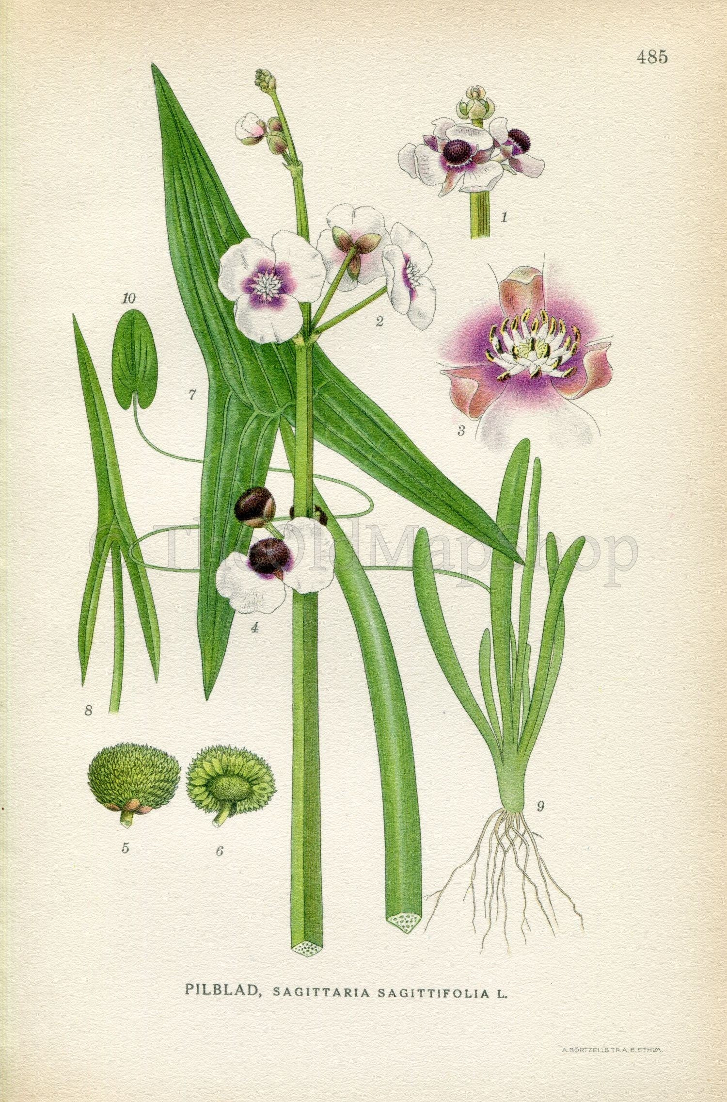 1926 Arrowhead (Sagittaria sagittifolia) Vintage Antique Print by Lindman Botanical Flower Book Plate 485, Green, White