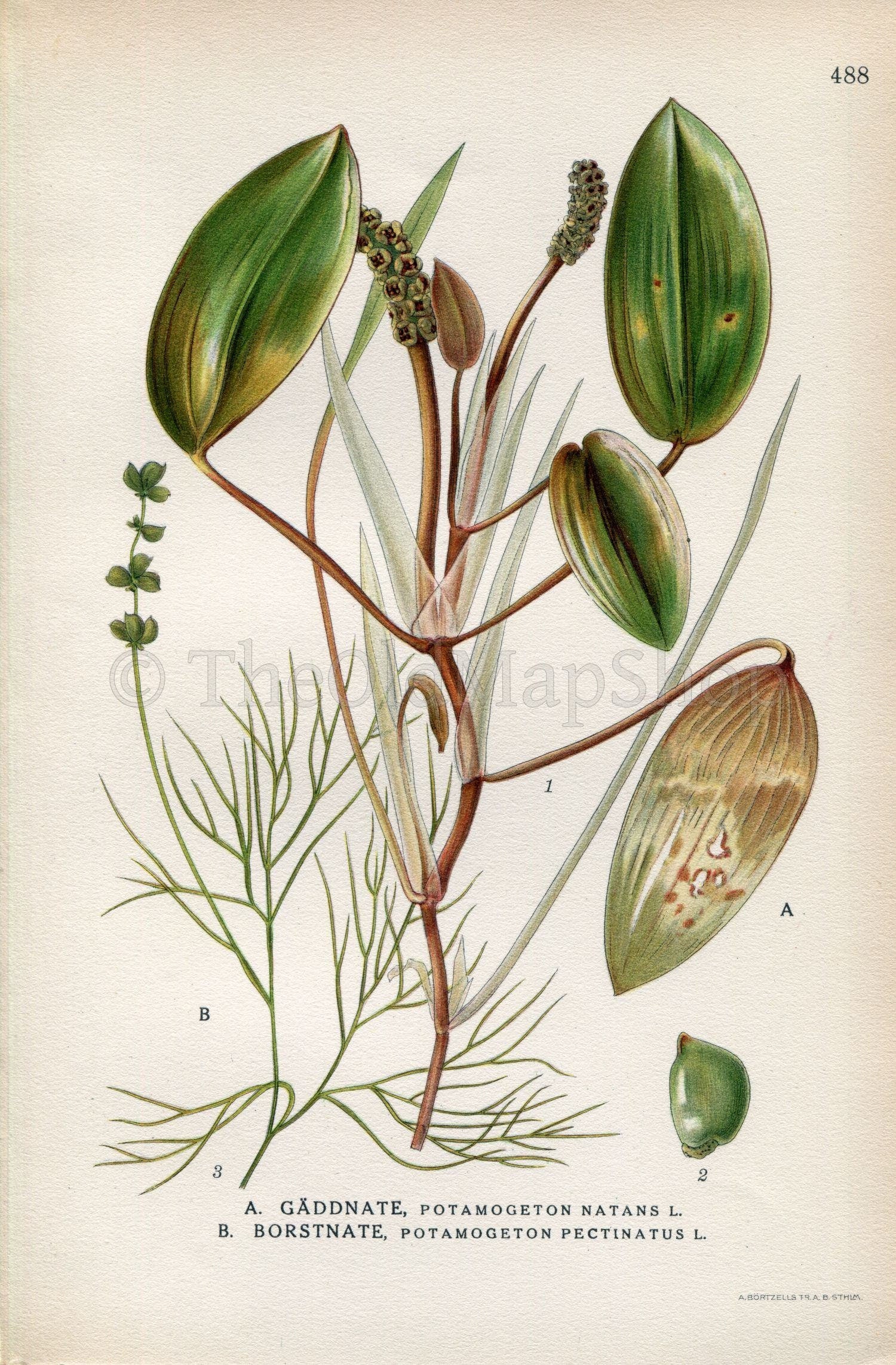 1926 Floating Pondweed, Fennel Pondweed (Potamogeton natans Potamogeton pectinatus) Vintage Print by Lindman Botanical Flower Book Plate 488