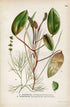 1926 Floating Pondweed, Fennel Pondweed (Potamogeton natans Potamogeton pectinatus) Vintage Print by Lindman Botanical Flower Book Plate 488