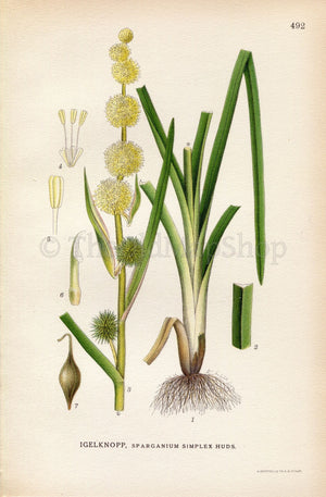 1926 Bur-reed (Sparganium simplex) Vintage Antique Print by Lindman Botanical Flower Book Plate 492, Green, Yellow