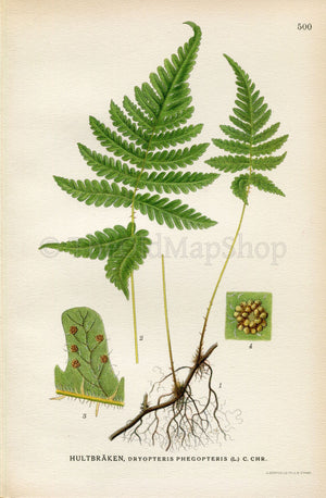1926 Long Beech fern, Northern Beech fern (Dryopteris phegopteris) Vintage Antique Print by Lindman Botanical Flower Book Plate 500, Green