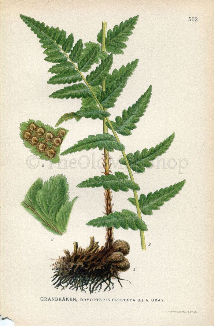 1926 Crested Wood fern, Crested Buckler-fern (Dryopteris cristata) Vintage Antique Print by Lindman Botanical Flower Book Plate 502, Green