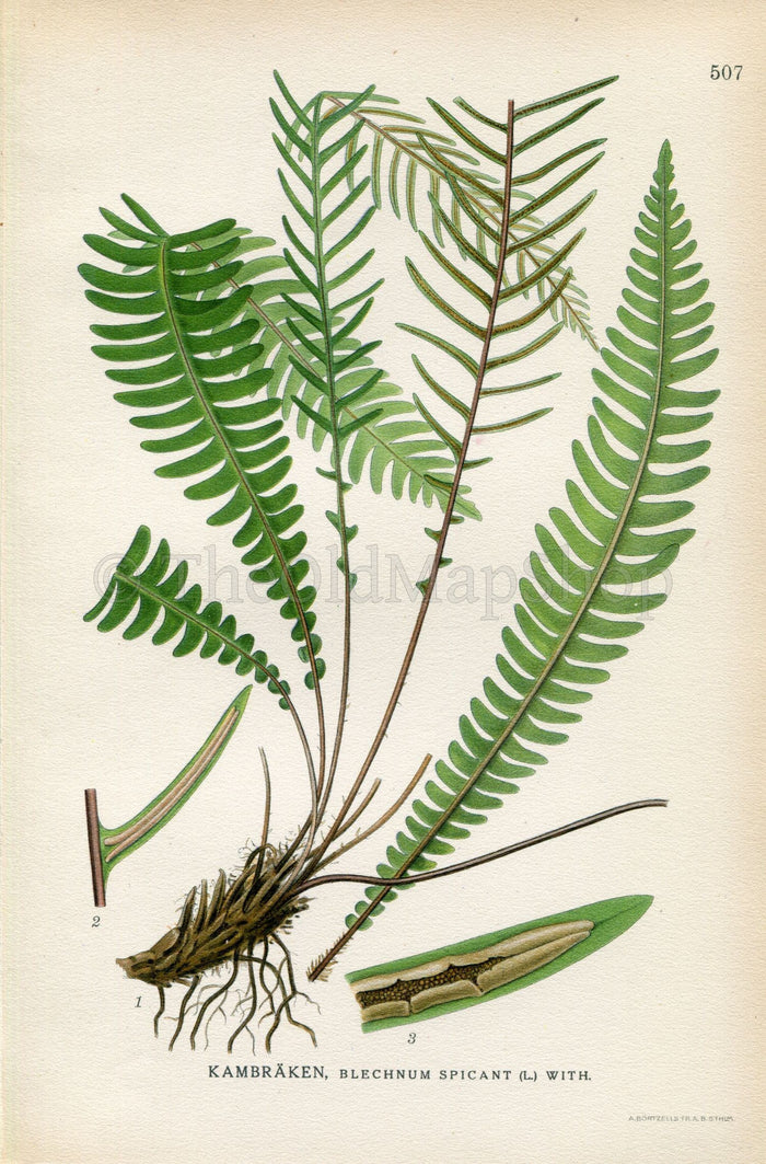 1926 Hard-fern, Deer fern (Blechnum spicant) Vintage Antique Print by Lindman Botanical Flower Book Plate 507, Green