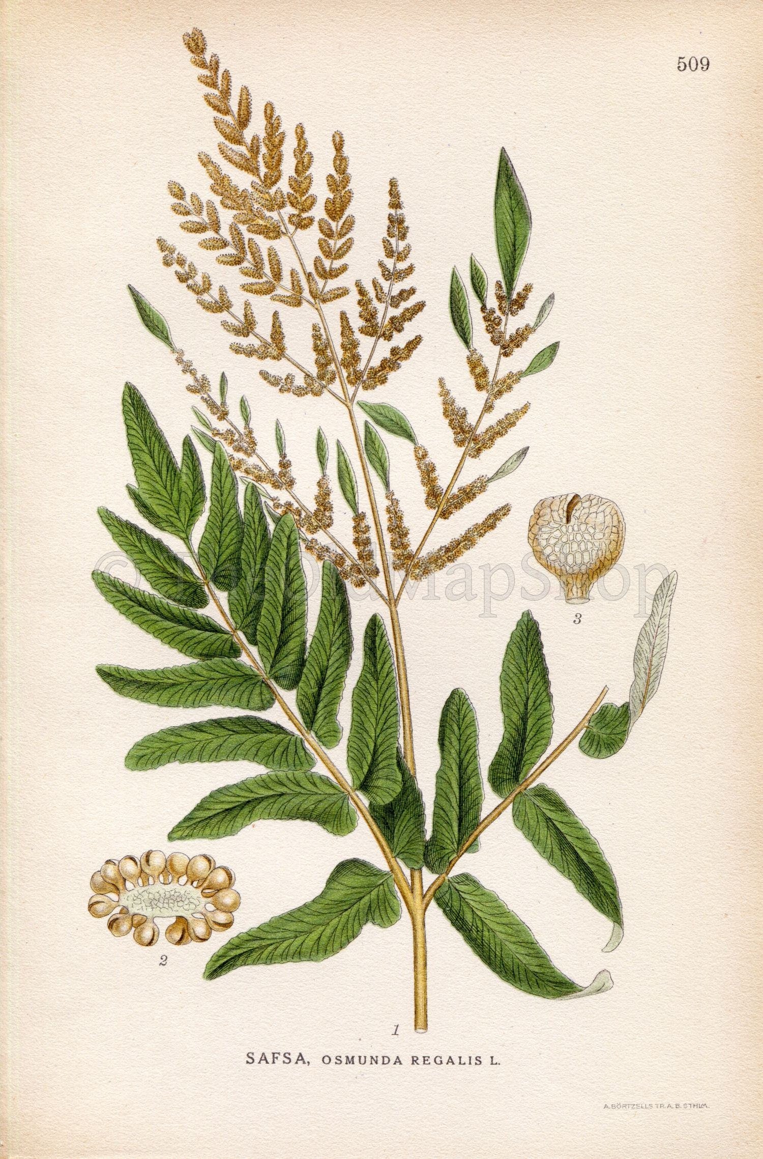 1926 Royal Fern, Flowering fern (Osmunda regalis) Vintage Antique Print by Lindman Botanical Flower Book Plate 509, Green