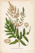 1926 Royal Fern, Flowering fern (Osmunda regalis) Vintage Antique Print by Lindman Botanical Flower Book Plate 509, Green
