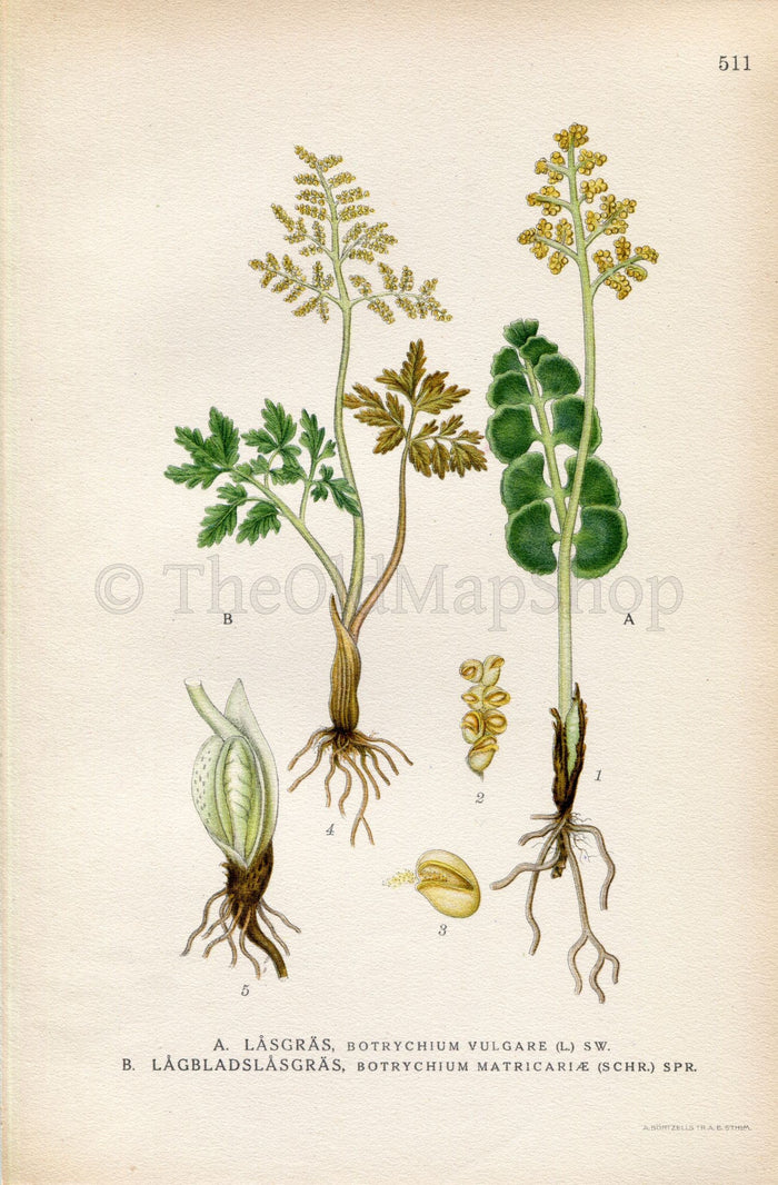 1926 Leathery Grapefern, Fern (Botrychium vulgare, Botrychium matricariae) Vintage Antique Print by Lindman Botanical Flower Book Plate 511