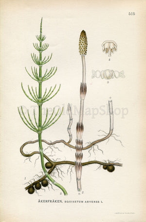 1926 Field horsetail, Common horsetail (Equisetum arvense) Vintage Antique Print by Lindman Botanical Flower Book Plate 515, Green