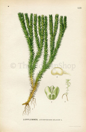 1926 Northern Firmoss, Fir Clubmoss, Huperzia selago (Lycopodium selago) Vintage Antique Print by Lindman Botanical Flower Book Plate 516