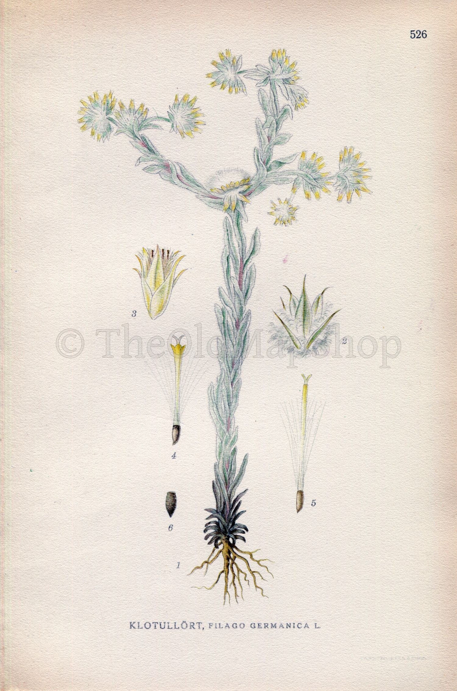 1926 Common cudweed, Common cottonrose (Filago germanica, Filago vulgaris) Vintage Antique Print by Lindman Botanical Flower Book Plate 526