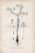 1926 Common cudweed, Common cottonrose (Filago germanica, Filago vulgaris) Vintage Antique Print by Lindman Botanical Flower Book Plate 526