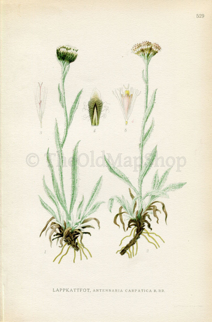 1926 Pussytoes (Antennaria carpatica) Vintage Antique Print by Lindman Botanical Flower Book Plate 529