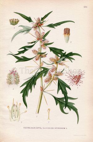 1926 Spiny Cocklebur, Prickly Burweed (Xanthium spinosum) Vintage Antique Print by Lindman Botanical Flower Book Plate 534, Green
