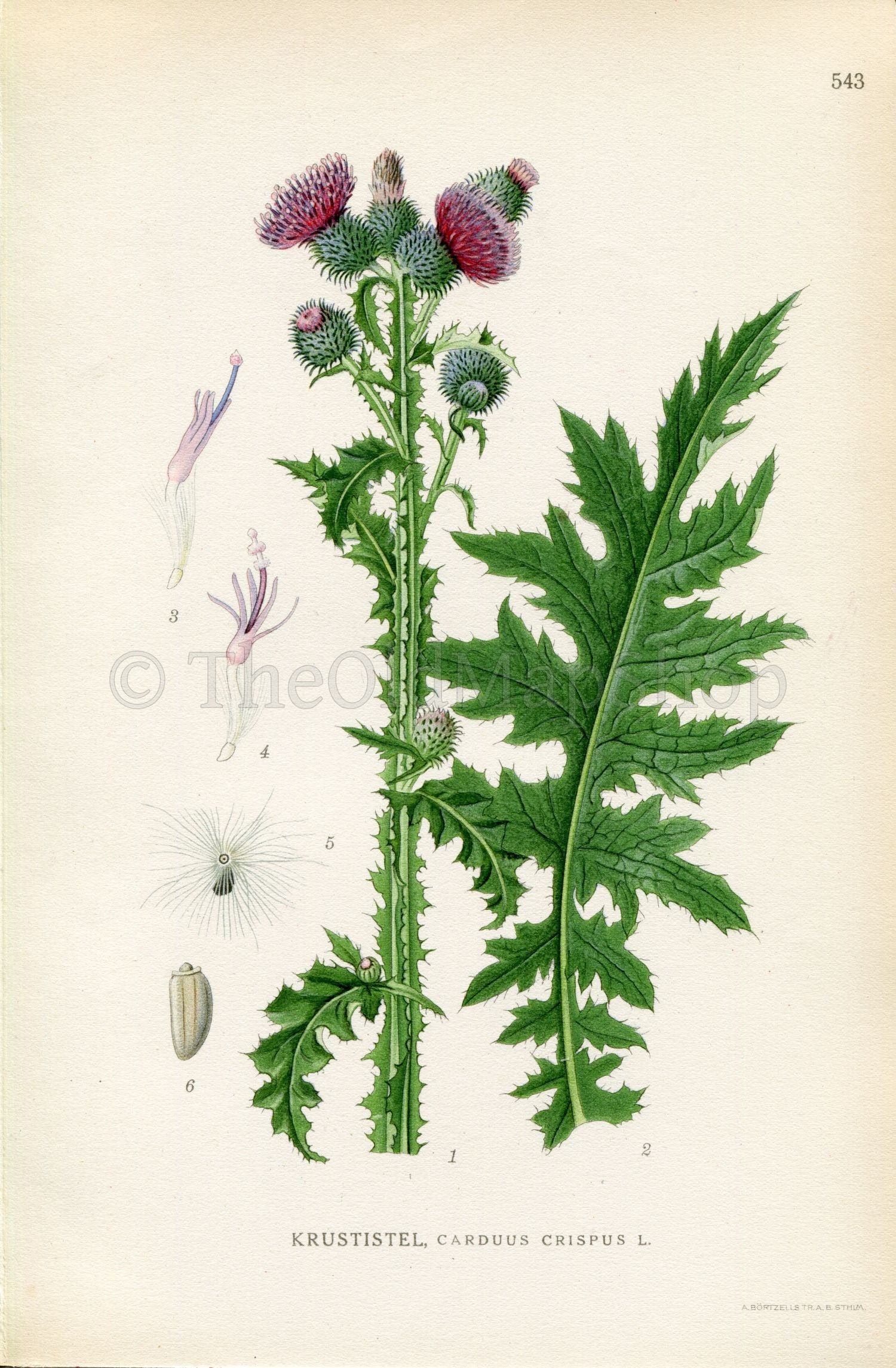 1926 Curled Thistle, Curly Plumeless Thistle (Carduus crispus) Vintage Antique Print by Lindman Botanical Flower Book Plate 544, Green