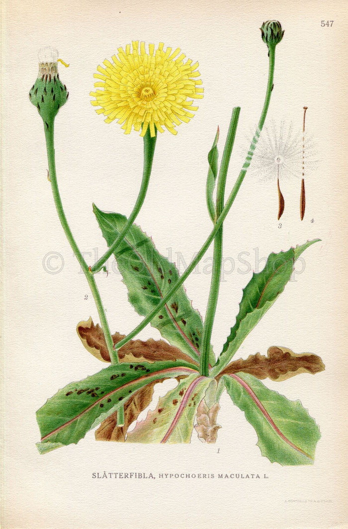 1926 Spotted Cat's Ear, Hypochaeris maculata (Hypochoeris maculata) Vintage Antique Print by Lindman Botanical Flower Book Plate 547, Yellow