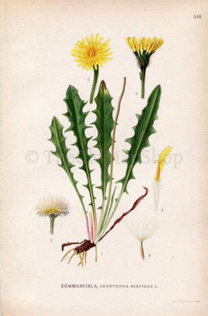 1926 Rough Hawkbit, Bristly Hawkbit (Leontodon hispidus) Vintage Antique Print by Lindman Botanical Flower Book Plate 548, Green, Yellow