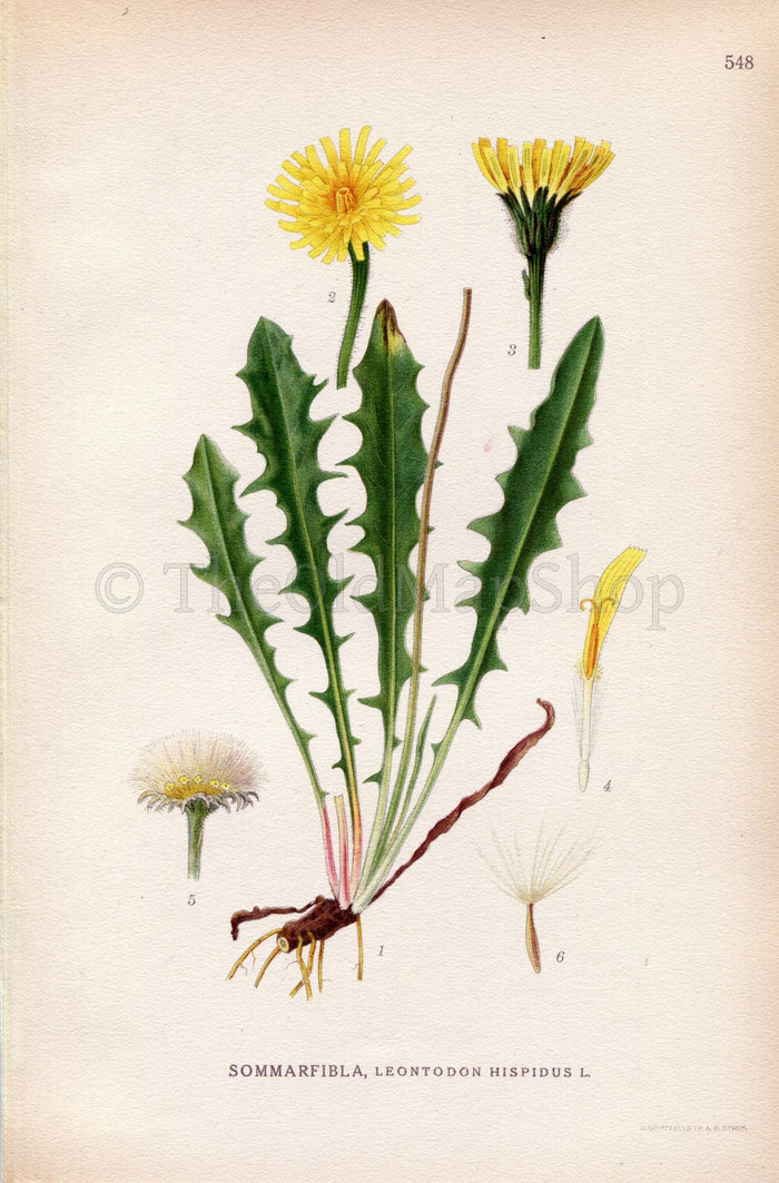 1926 Rough Hawkbit, Bristly Hawkbit (Leontodon hispidus) Vintage Antique Print by Lindman Botanical Flower Book Plate 548, Green, Yellow