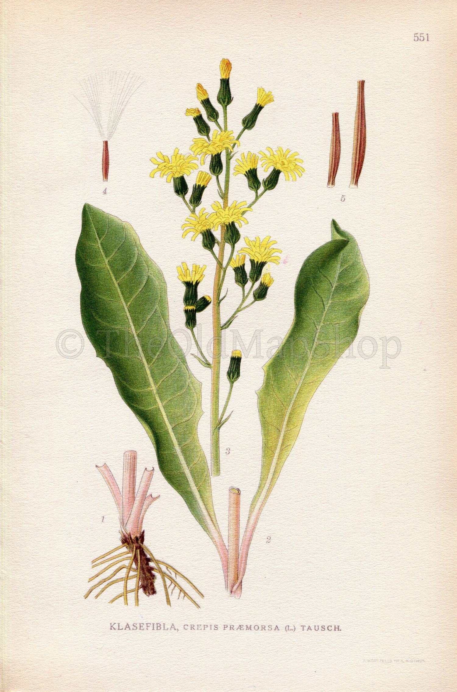 1926 Leafless Hawk's-beard (Crepis praemorsa) Vintage Antique Print by Lindman Botanical Flower Book Plate 551, Green, Yellow