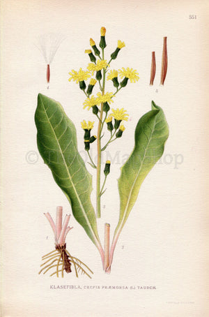 1926 Leafless Hawk's-beard (Crepis praemorsa) Vintage Antique Print by Lindman Botanical Flower Book Plate 551, Green, Yellow