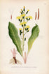 1926 Leafless Hawk's-beard (Crepis praemorsa) Vintage Antique Print by Lindman Botanical Flower Book Plate 551, Green, Yellow