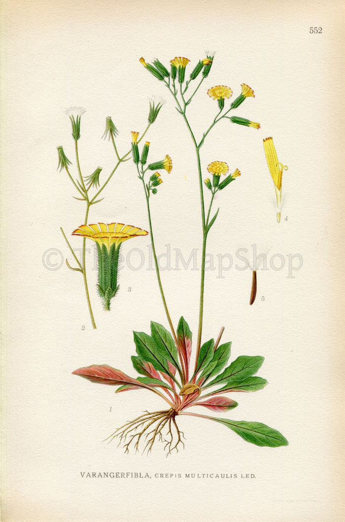 1926 (Crepis multicaulis) Vintage Antique Print by Lindman Botanical Flower Book Plate 552, Green, Yellow
