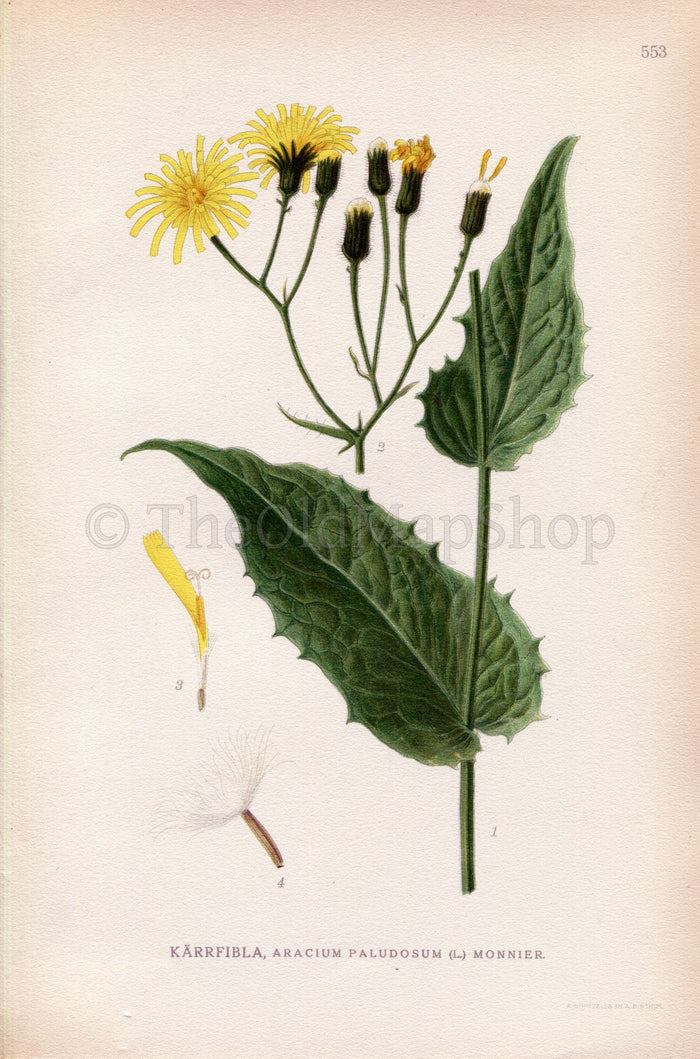 1926 Marsh Hawk's-beard, Crepis paludosa (Aracium paludosum) Vintage Antique Print by Lindman Botanical Flower Book Plate 553, Green, Yellow