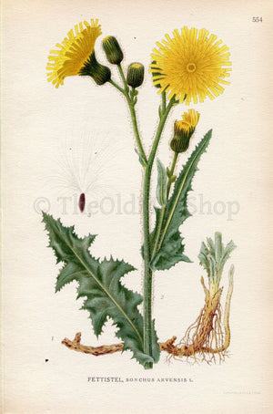 1926 Field Milk-thistle, Corn Sow Thistle (Sonchus arvensis) Vintage Antique Print by Lindman Botanical Flower Book Plate 554, Green, Yellow
