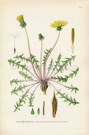 1926 Ruddy Dandelion (Taraxacum rubicundum) Vintage Antique Print by Lindman Botanical Flower Book Plate 558, Green, Yellow