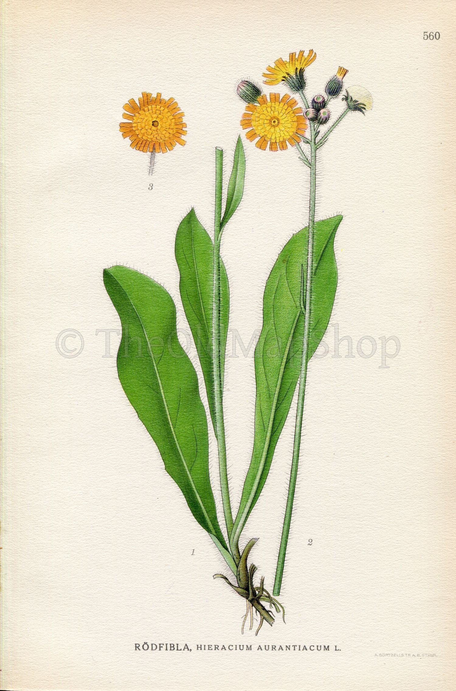 1926 Orange hawkweed (Hieracium aurantiacum) Vintage Antique Print by Lindman Botanical Flower Book Plate 560, Green