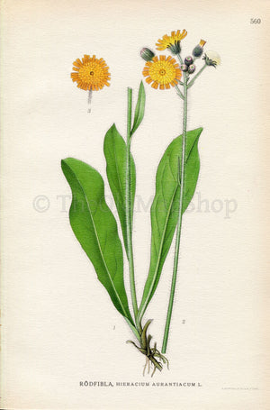 1926 Orange hawkweed (Hieracium aurantiacum) Vintage Antique Print by Lindman Botanical Flower Book Plate 560, Green