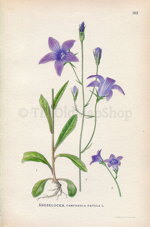 1926 Spreading Bellflower (Campanula patula) Vintage Antique Print by Lindman Botanical Flower Book Plate 562, Green, Violet