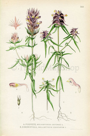 1926 Field Cow-wheat, Crested Cow-wheat (Melampyrum arvense, Melampyrum cristatum) Vintage Print, Lindman Botanical Flower Book Plate 568
