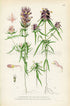 1926 Field Cow-wheat, Crested Cow-wheat (Melampyrum arvense, Melampyrum cristatum) Vintage Print, Lindman Botanical Flower Book Plate 568