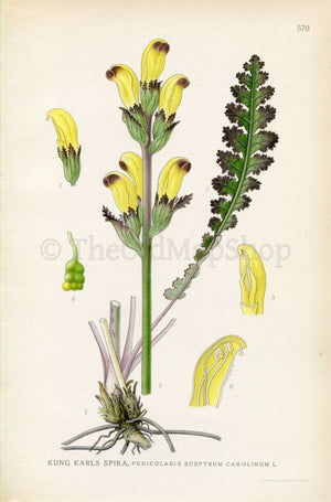 1926 Moor-king Lousewort (Pedicularis sceptrum-carolinum) Vintage Antique Print by Lindman Botanical Flower Book Plate 570, Green, Yellow