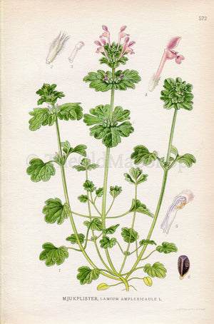 1926 Henbit Dead-nettle, Common henbit (Lamium amplexicaule) Vintage Antique Print by Lindman Botanical Flower Book Plate 572, Green