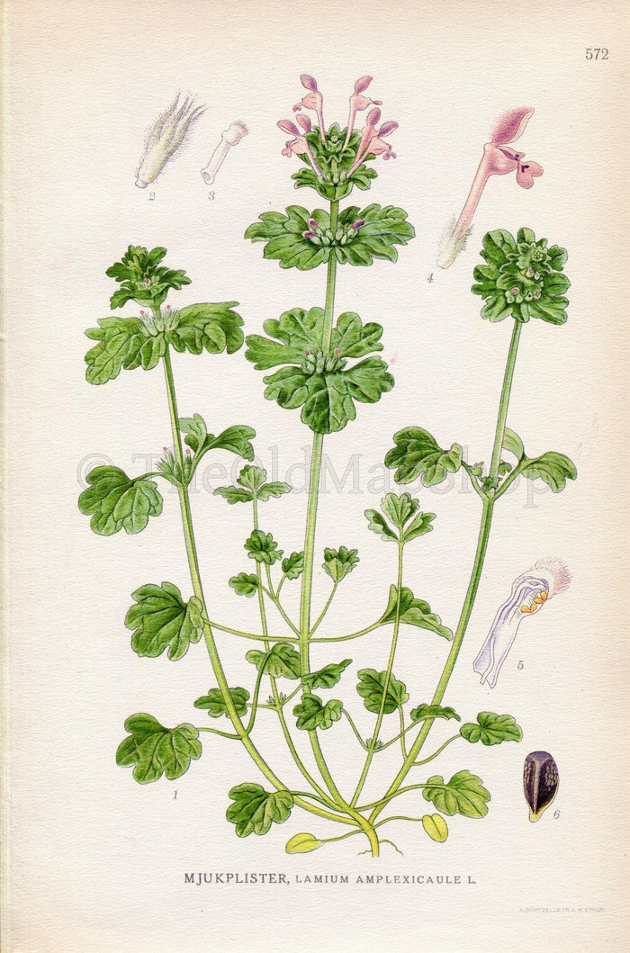 1926 Henbit Dead-nettle, Common henbit (Lamium amplexicaule) Vintage Antique Print by Lindman Botanical Flower Book Plate 572, Green