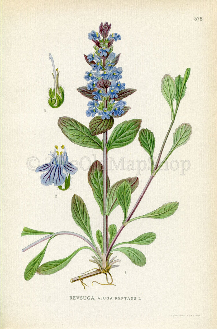 1926 Bugle, Blue bugle, Bugleherb, Carpetweed (Ajuga reptans) Vintage Antique Print by Lindman Botanical Flower Book Plate 576, Green