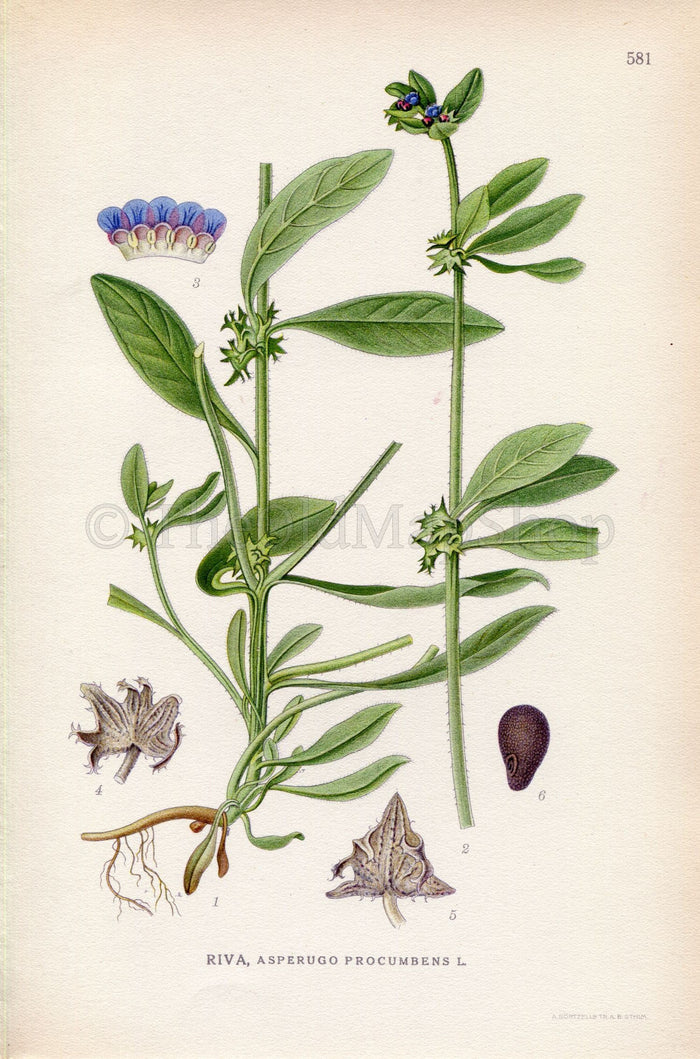 1926 Madwort, German Madwort (Asperugo procumbens) Vintage Antique Print by Lindman Botanical Flower Book Plate 581, Green, Blue