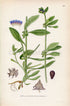 1926 Madwort, German Madwort (Asperugo procumbens) Vintage Antique Print by Lindman Botanical Flower Book Plate 581, Green, Blue