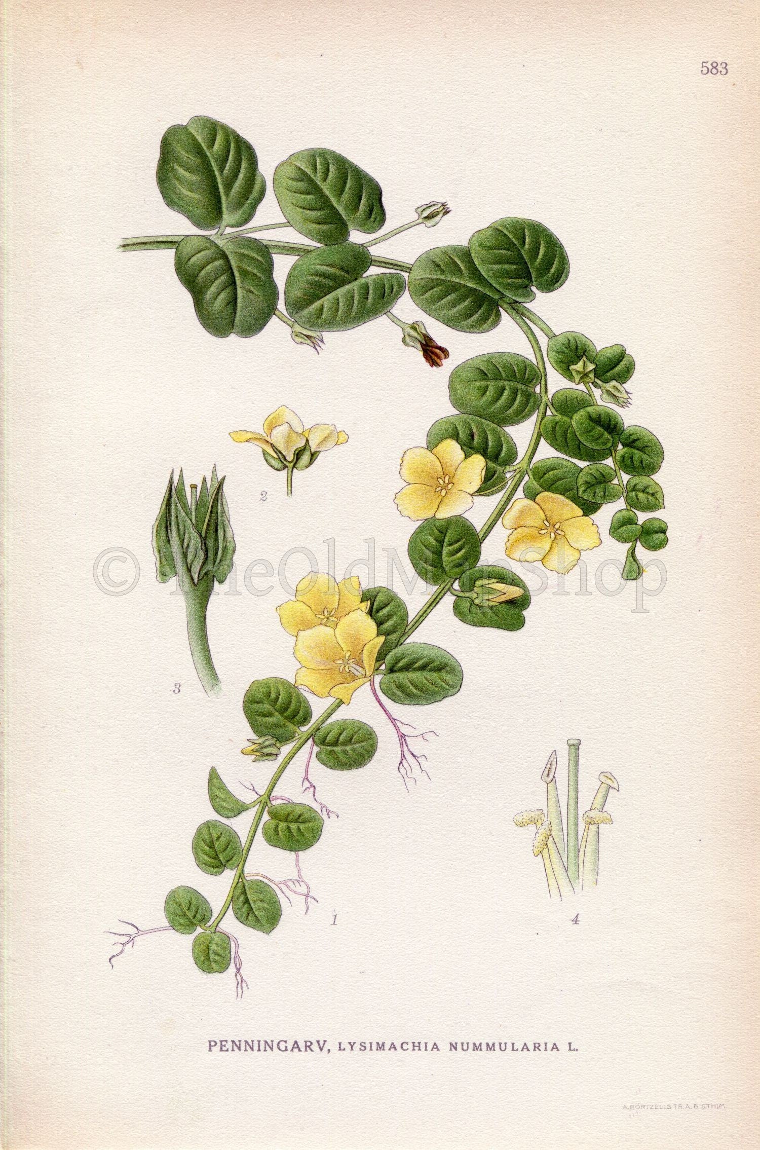 1926 Creeping Jenny, Moneywort, Herb Twopence (Lysimachia nummularia) Vintage Antique Print by Lindman Botanical Flower Book Plate 583
