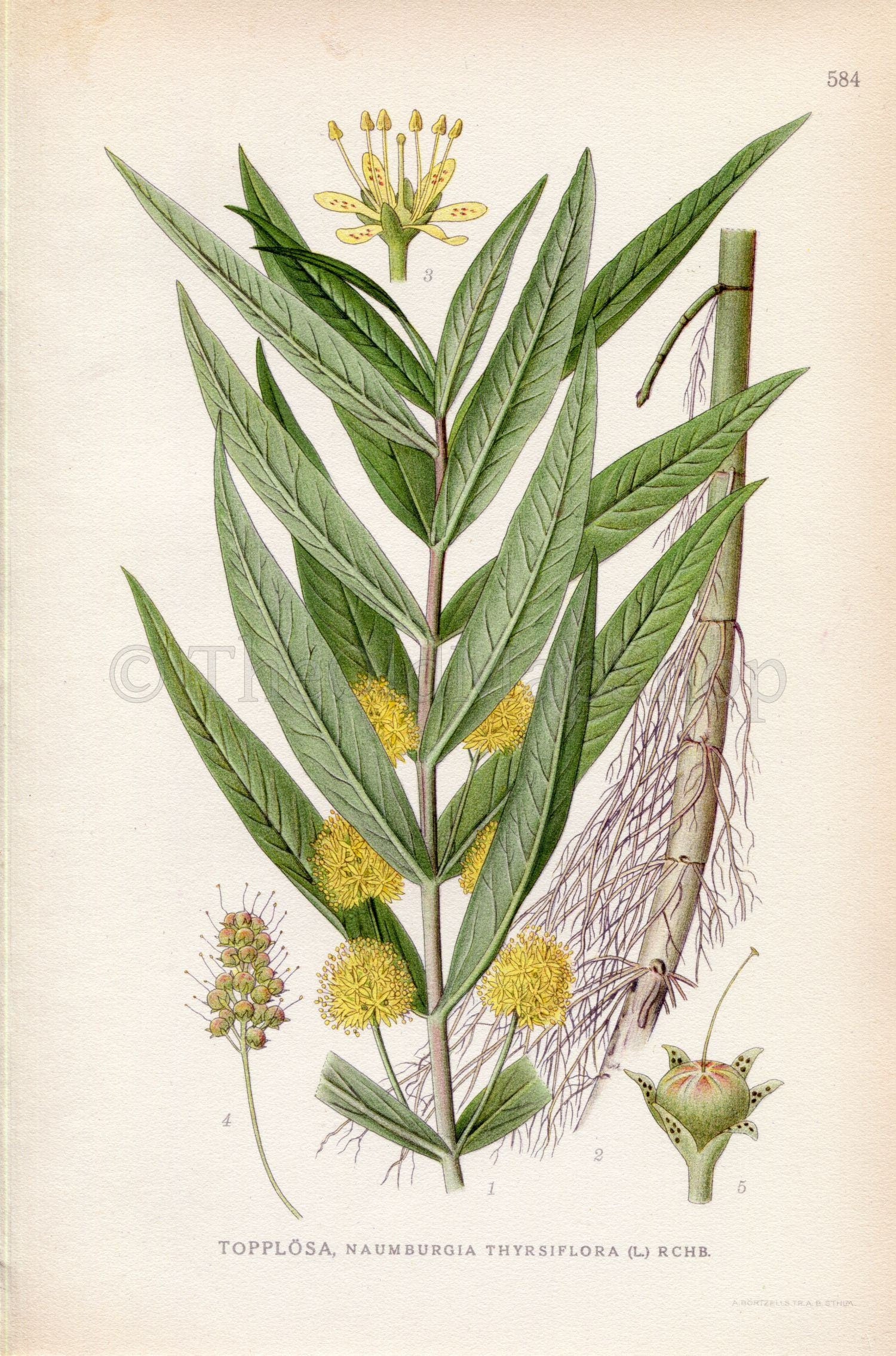 1926 Tufted Loosestrife, Lysimachia thyrsiflora (Naumburgia thyrsiflora) Vintage Antique Print by Lindman Botanical Flower Book Plate 584