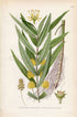 1926 Tufted Loosestrife, Lysimachia thyrsiflora (Naumburgia thyrsiflora) Vintage Antique Print by Lindman Botanical Flower Book Plate 584