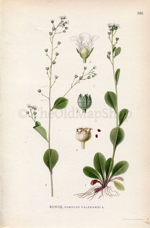 1926 Seaside Brookweed, Water Cabbage, Water Rose (Samolus valerandi) Vintage Antique Print by Lindman Botanical Flower Book Plate 585