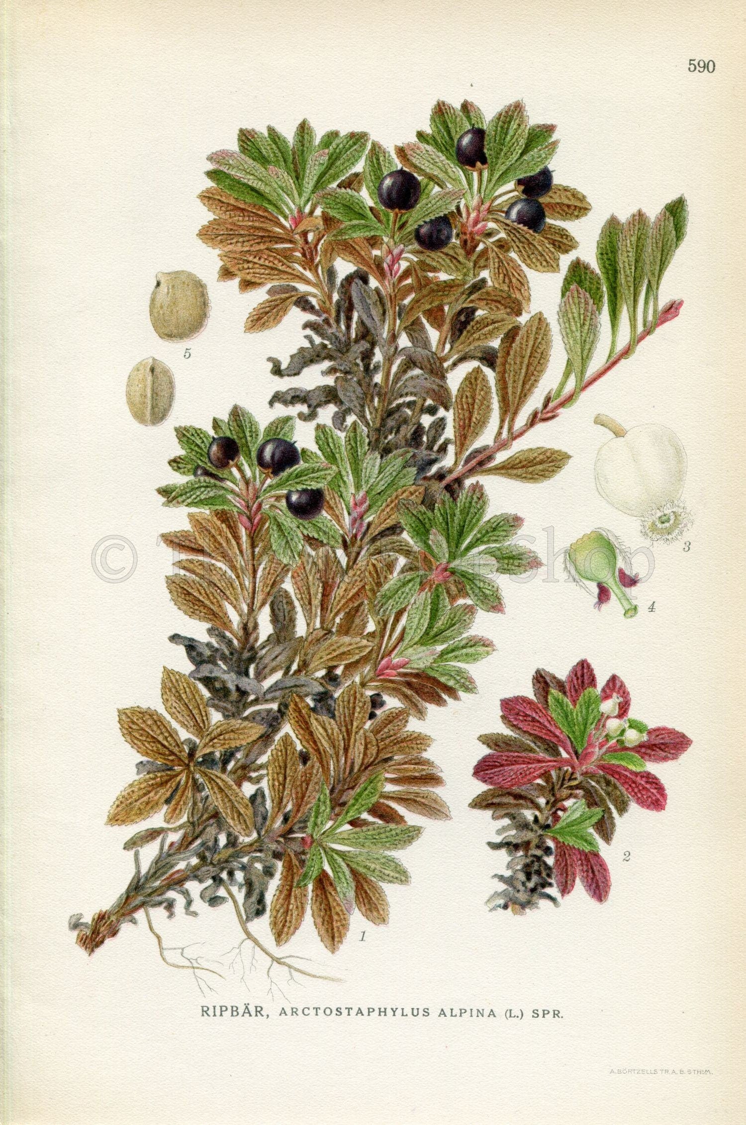 1926 Alpine Bearberry, Mountain Bearberry, Black Bearberry (Arctostaphylos alpina) Vintage Print by Lindman Botanical Flower Book Plate 590